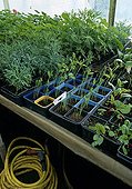 Sowing pea