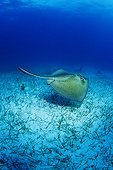 Southern Stingray swimming near the bottom  Exuma Bahamas