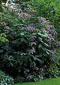 Rough-leaved Hydrangea 'kawakamii' Jardin de Bellevue