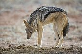 Black-backed jackal in defense pose Kgalagadi South Africa