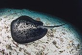 Blotched Fantail Ray swimming near the seabed Maldives