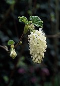 Redflower currant 'White Icicle' in bloom 
