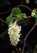 Redflower currant 'White Icicle' in bloom 
