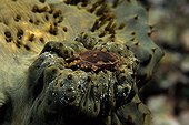 Crab on a Sea Cucumber in the Maldives