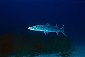 Great Barracuda hunting Cayman Islands Caribbean Sea