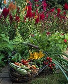 Basket of different vegetables in summer ; 'Ratte' Irish potato
