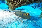 Bluespotted Ribbontail Ray swimming in the Red Sea bottom