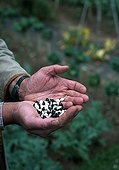 Coco Beans Dwarfs' Starazagorski '