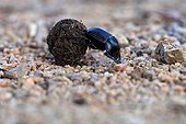 Dung Beetle pushing its ball of dung Plateau Cauria Corsica