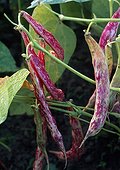 Winged Bean 'Rose d'Eyragues'