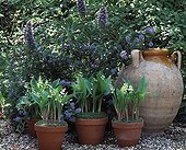 Pots Muguet