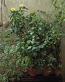 Pots of Abutilon Hibiscus and Fuchsia 