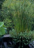 Flower container of  Common mare's-tail and Cyperus ; Landscape gardeners : Eric Ossart and Arnaud Maurières