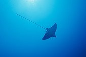 Spotted Eagle Ray  swimming in open water in the Maldives