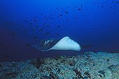 Blotched Fantail Ray swimming in a pass in the Maldives