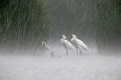 Spoonbills walking in water in the rain Hungary