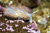 Opalescent Nudibranch in Vancouver Strait canada