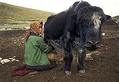 Milking a yak in the valley Nimaling