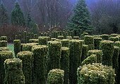 English yew 'Fastigiata Aurea' topiaries in a garden