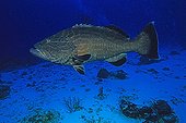 Grouper swimming near the seabed Cozumel Mexico