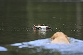 Labrador Retriever swimming to catch a duck