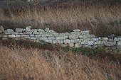 Vieux mur de pierres sèches dans la campagne bretonne France