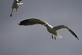 Baltic Gulls flying Brittany France