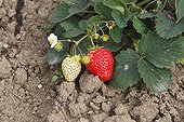 Strawberry remontant Alsace France 
