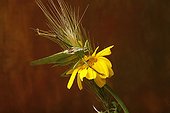 Grasshopper on yellow Asteraceae and ear of Barley