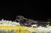 European storm petrel lied down on lichens France