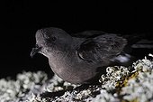 European storm petrel lied down on lichens France