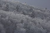 Forêt de feuillus sous le givre en hiver Auvergne France