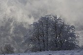 Arbres givrés en hiver Auvergne France
