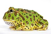 Ornate Horned Frog in studio ; Horned frog native of Argentina. 