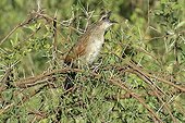Coucal de Burchell criant dans un acacia Tanzanie