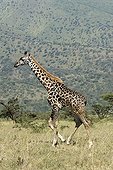 Girafe marchant dans la savane nue PN du Serengeti Tanzanie