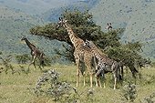 Girafes se nourrissant sur un Acacia Serengeti Tanzanie