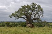 Baobab tree hurt by elephants Tanzania