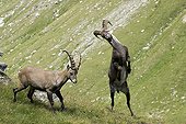 Play fighting between male ibexs Vanoise France