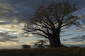 Baobab tree at sunset Tarangire NP Tanzania
