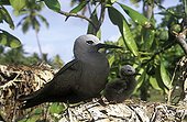 Lesser Noddy with its chick