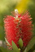 Purple Bottlebrush flower with its red stamens France ; Plant native to Australia