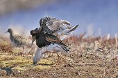 Male Ruffes fighting in an arena Varanger Norway