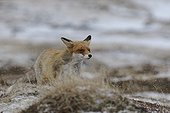 Red Fox in a snowstorm in the tundra Varanger Norway