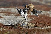 Male Ruffes fighting in an arena in the tundra Varanger