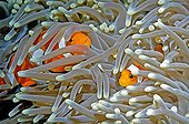 Clown Anemonefishes in their anemone Bali