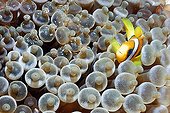Clown Anemonefish in an anemone Ari Atoll Maldives