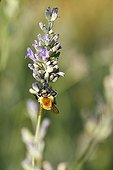 Brown Bumblebee gathering nectar on a Lavandine flower