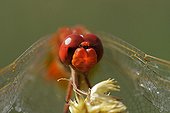 Portrait of a male Red Darter Vaucluse France