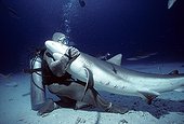 Shark handler embracing Shark in hyptonic trance Bahamas ; The tonic immobility response may be obtained from the Sharks in caressing the nose, area of ampullae of Lorenzini. The diver may then handle the fish at its discretion.